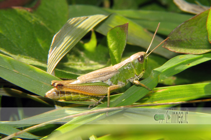 Chorthippus parallelus (Acrididae)